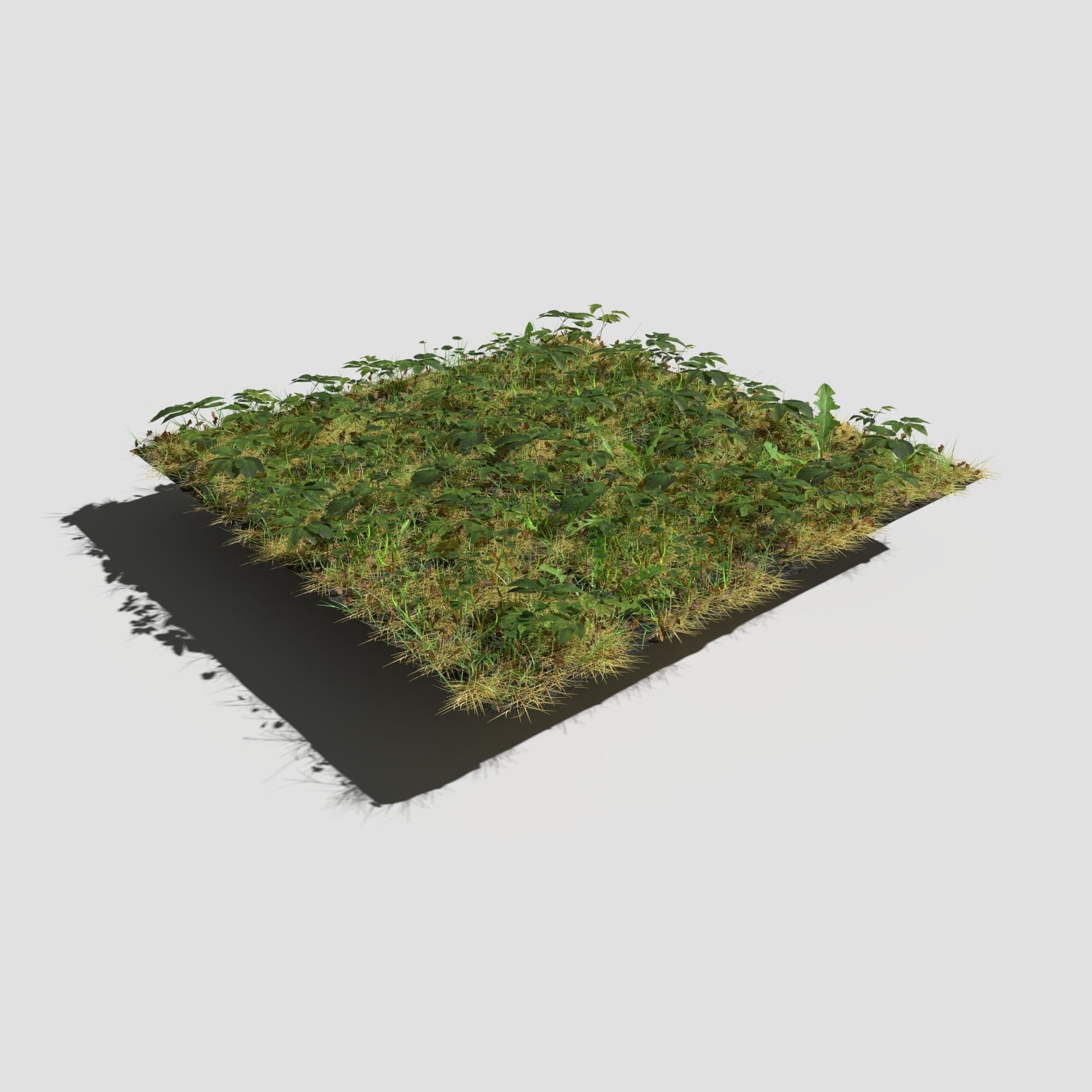 Meadow Patch Ashweed Dense and Free Gift 3D model_7