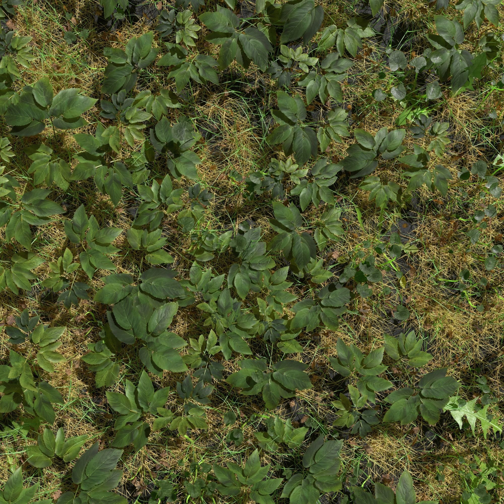 Meadow Patch Ashweed Dense and Free Gift 3D model_5