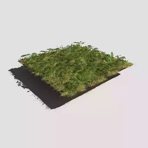 Meadow Patch Ashweed Dense and Free Gift 3D model