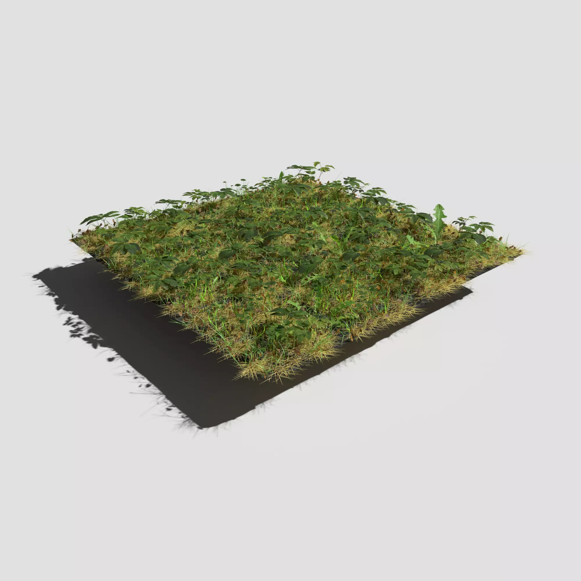 Meadow Patch Ashweed Dense and Free Gift 3D model_0