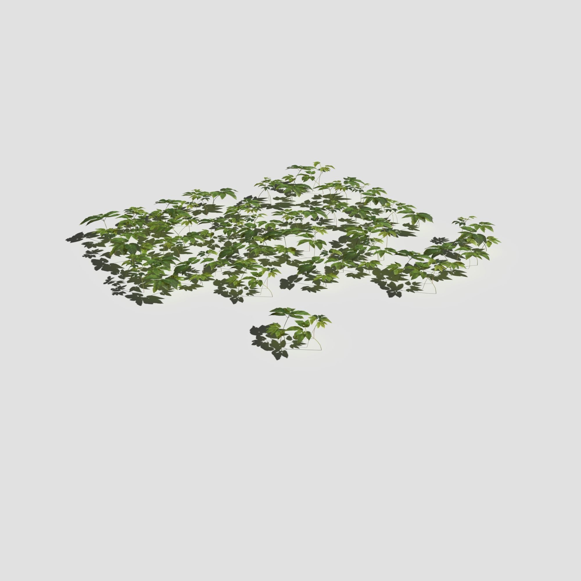Meadow Patch Ashweed Dense and Free Gift 3D model_11