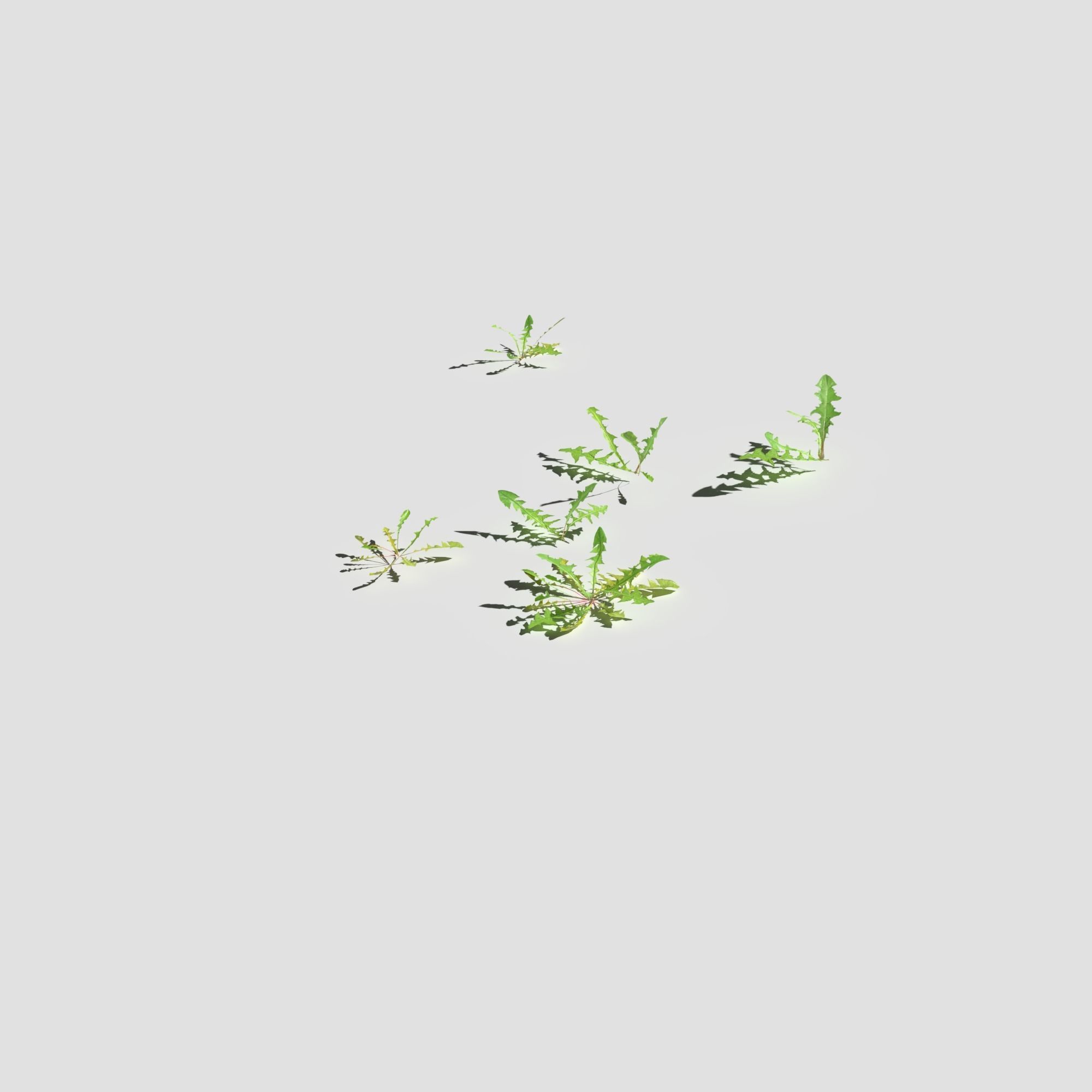 Meadow Patch Ashweed Dense and Free Gift 3D model_13