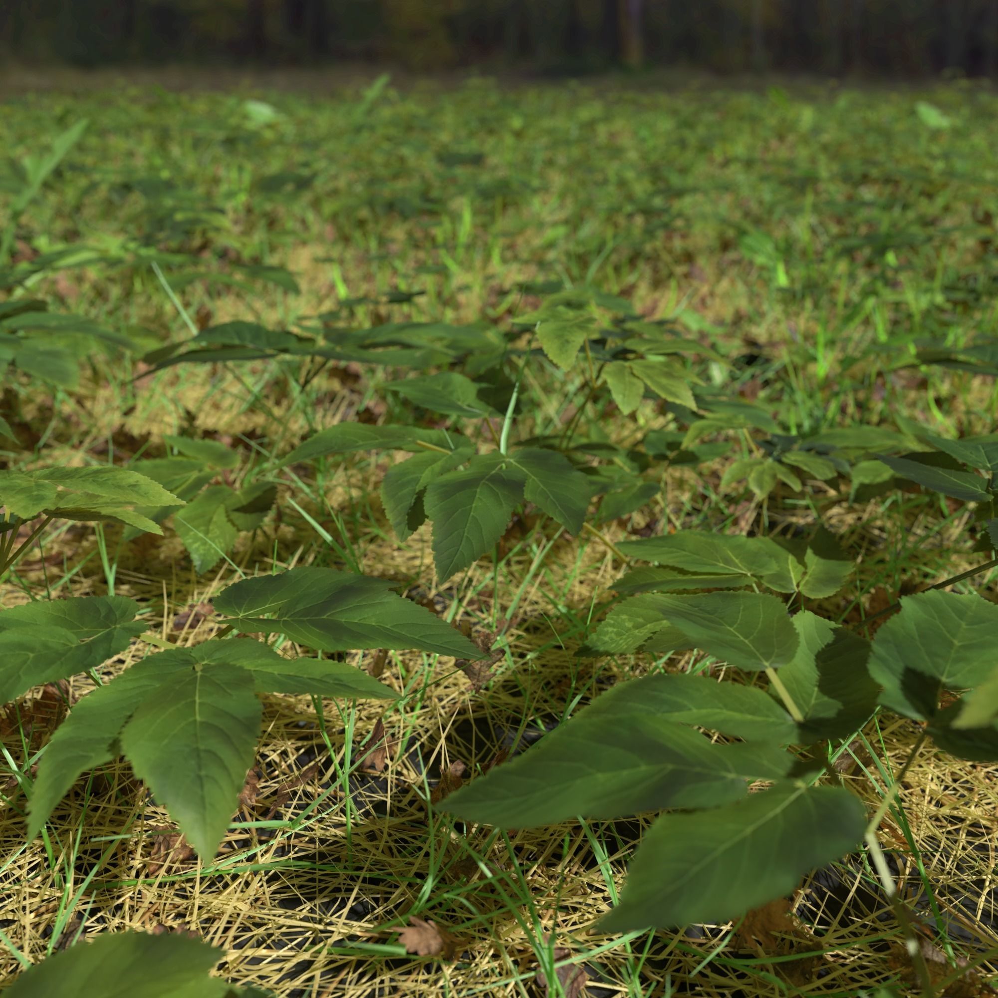 Meadow Patch Ashweed Dense and Free Gift 3D model_3