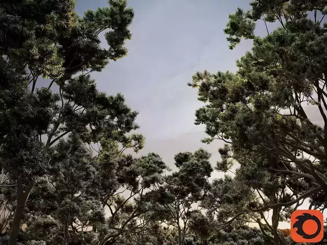 HeliosVegetation vol2 - Eucalyptus  Corona 3D model