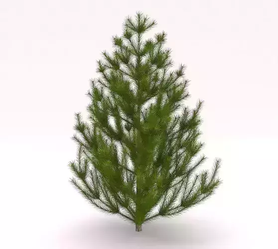 Conifer Tree 3D model