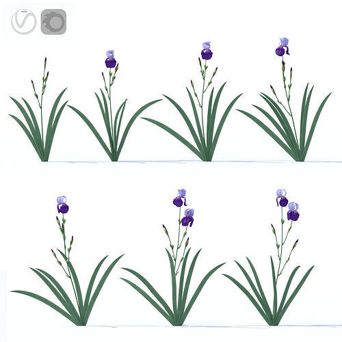 Dark-light lilac irises 3D model