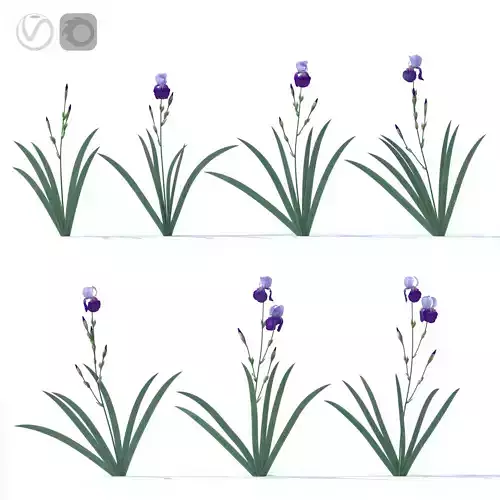 Dark-light lilac irises