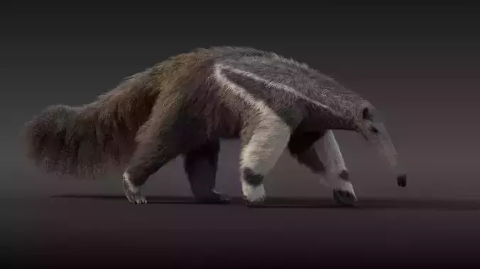 Giant Anteater Animated 3D model