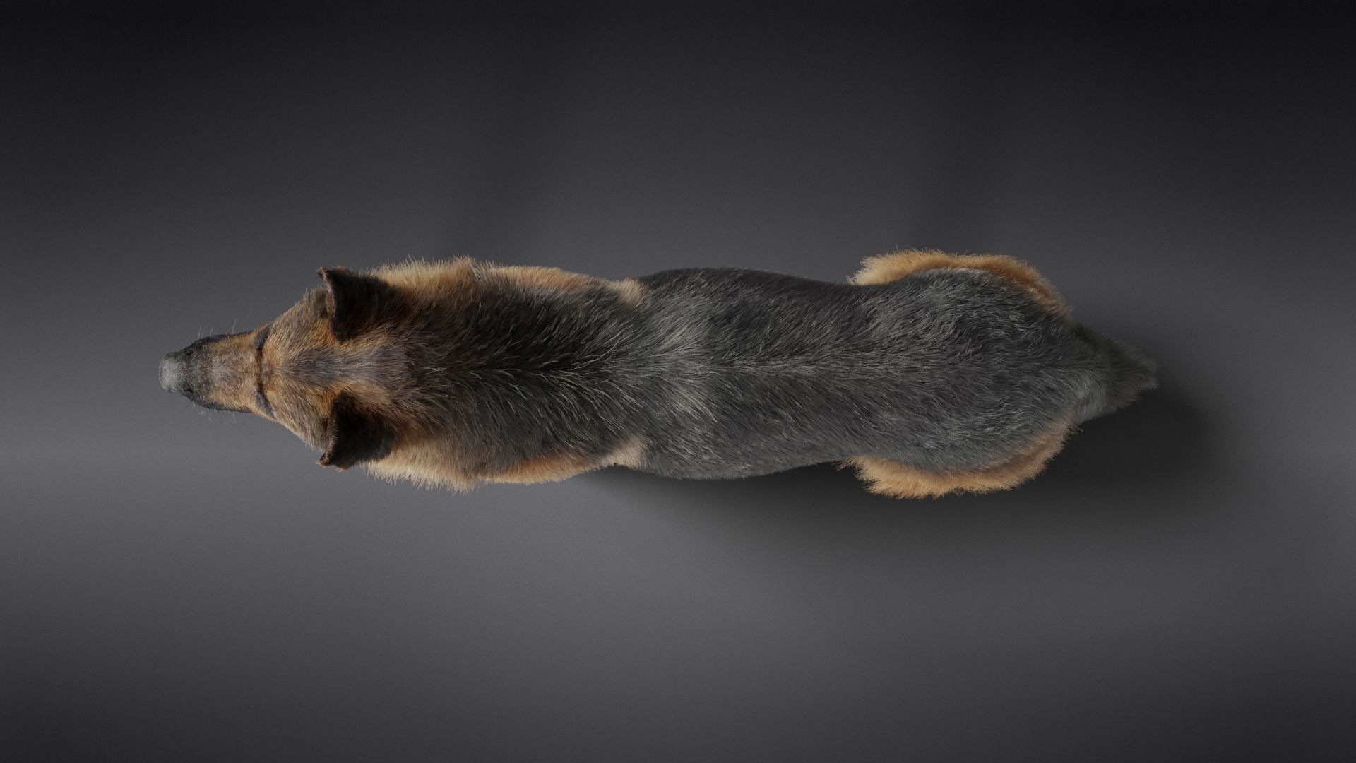 German Shepherd Rigged 3D model_11