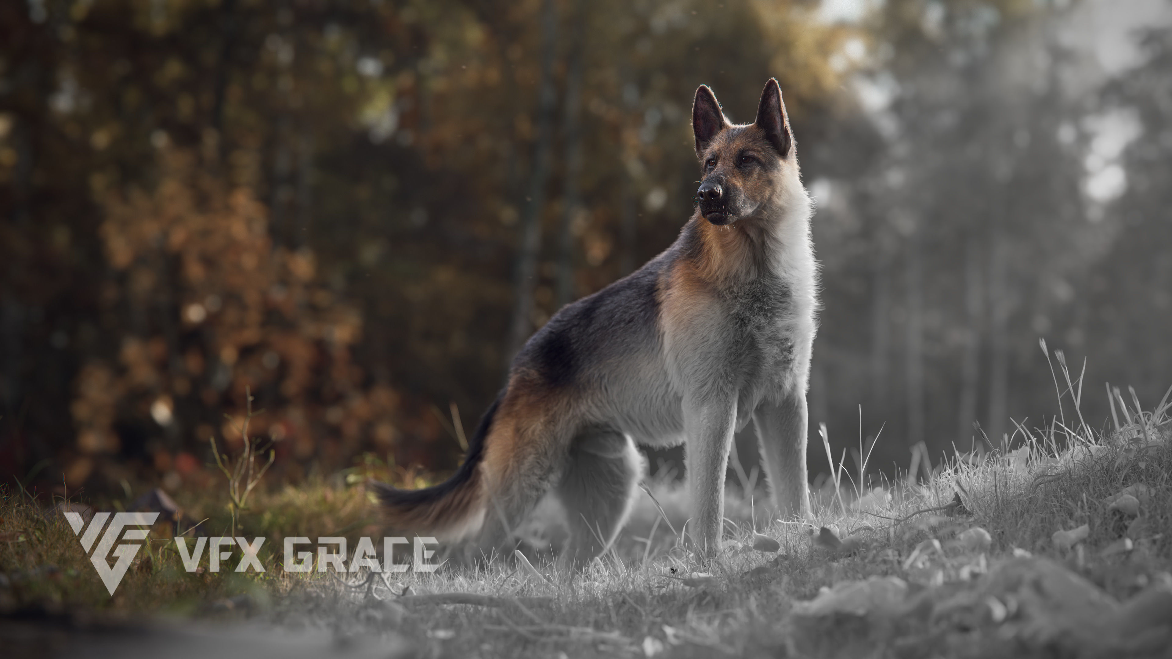 German Shepherd Rigged 3D model_3