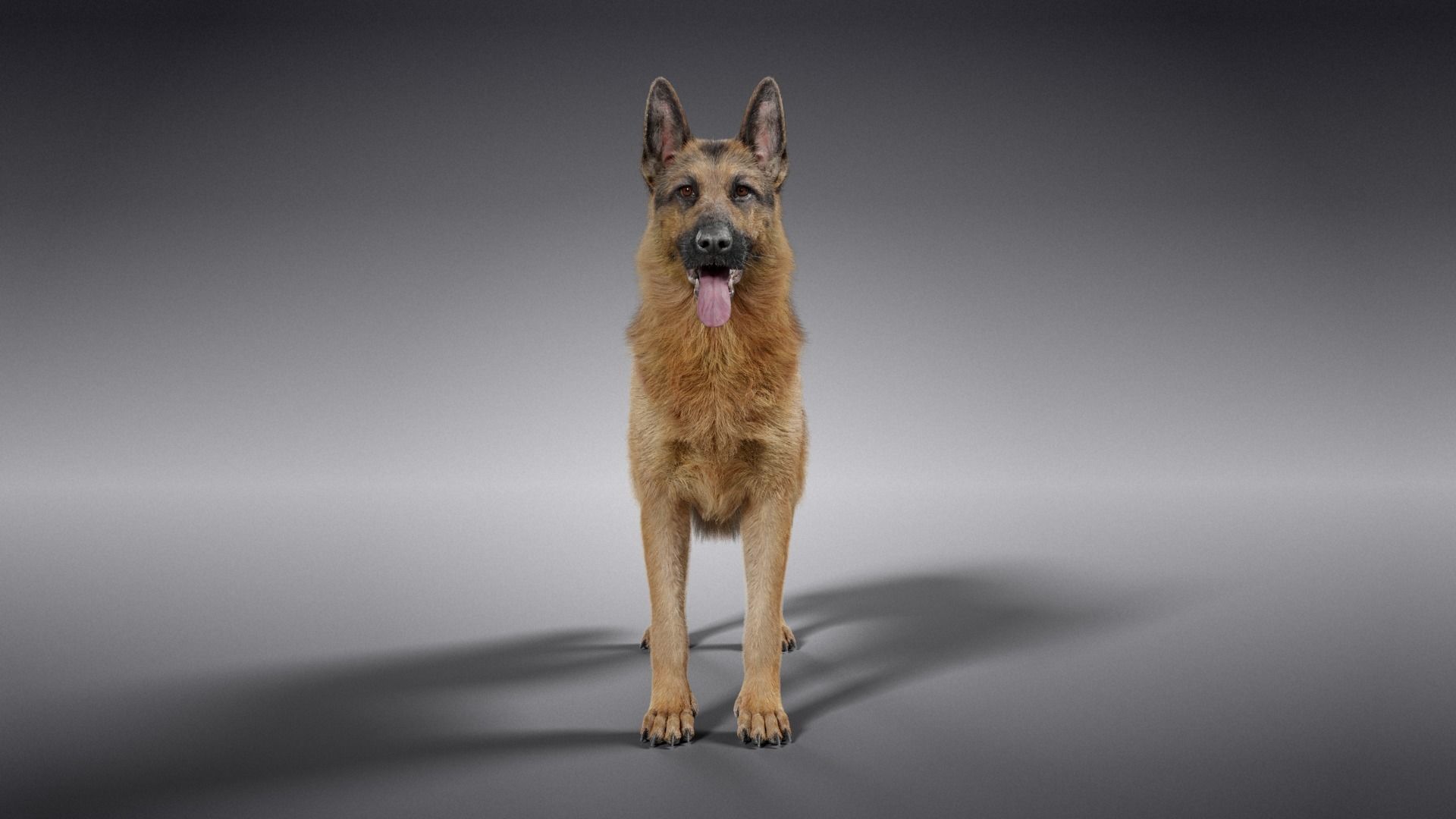 German Shepherd Rigged 3D model_8