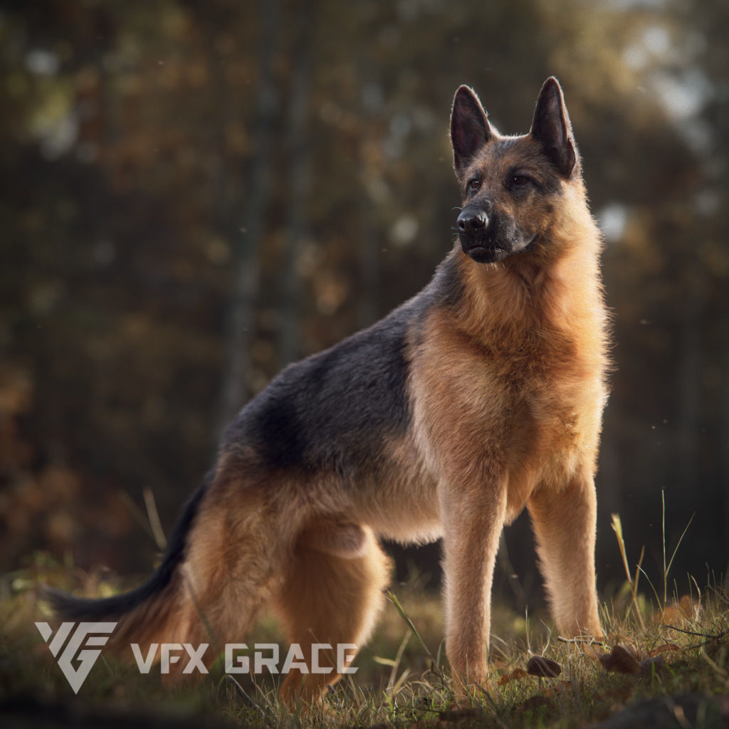 German Shepherd Rigged 3D model_0
