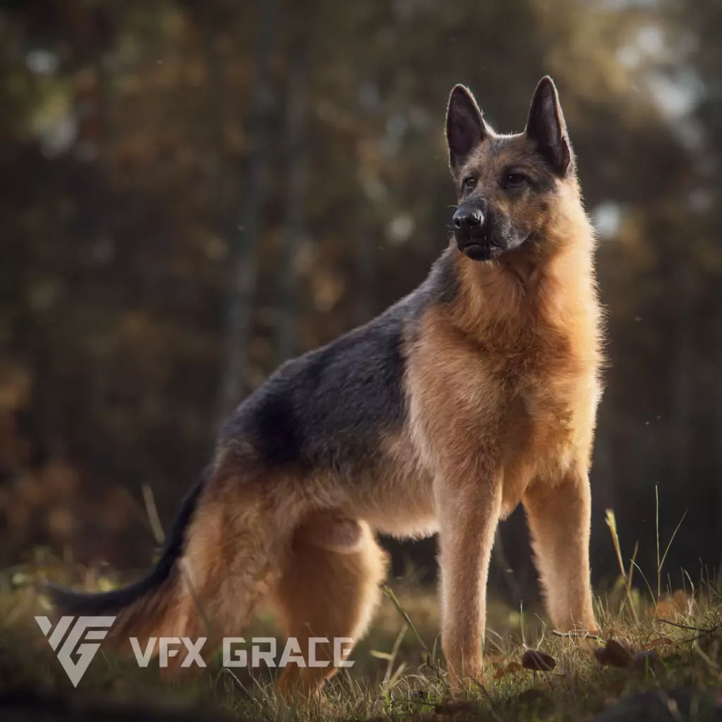 German Shepherd Rigged 3D model_0