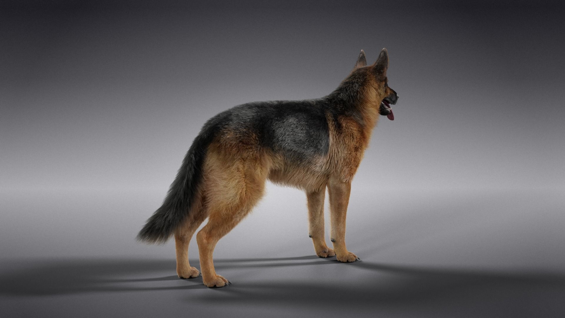 German Shepherd Rigged 3D model_10