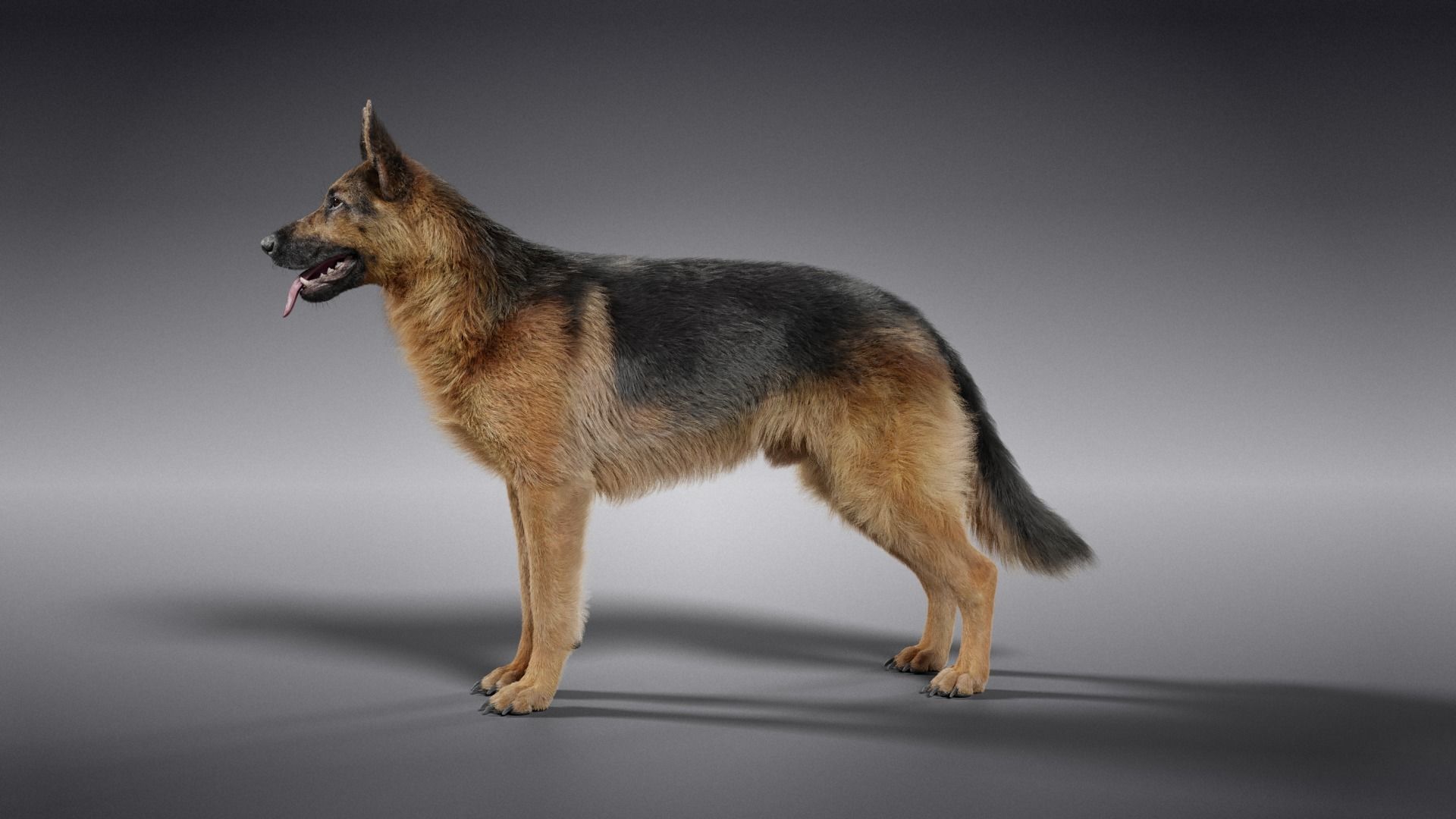 German Shepherd Rigged 3D model_9