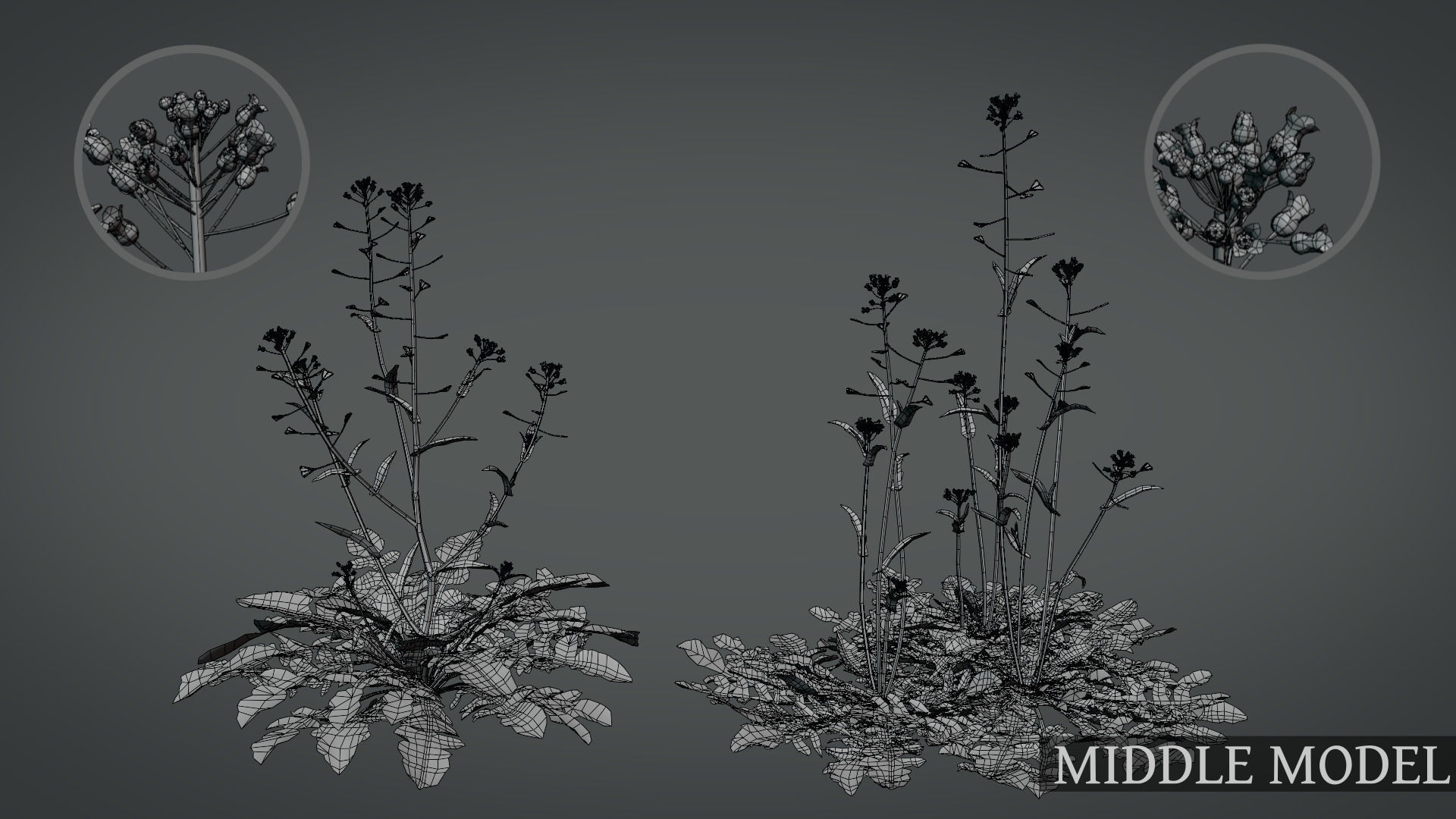 Shepherds Purse Low-poly 3D model_3