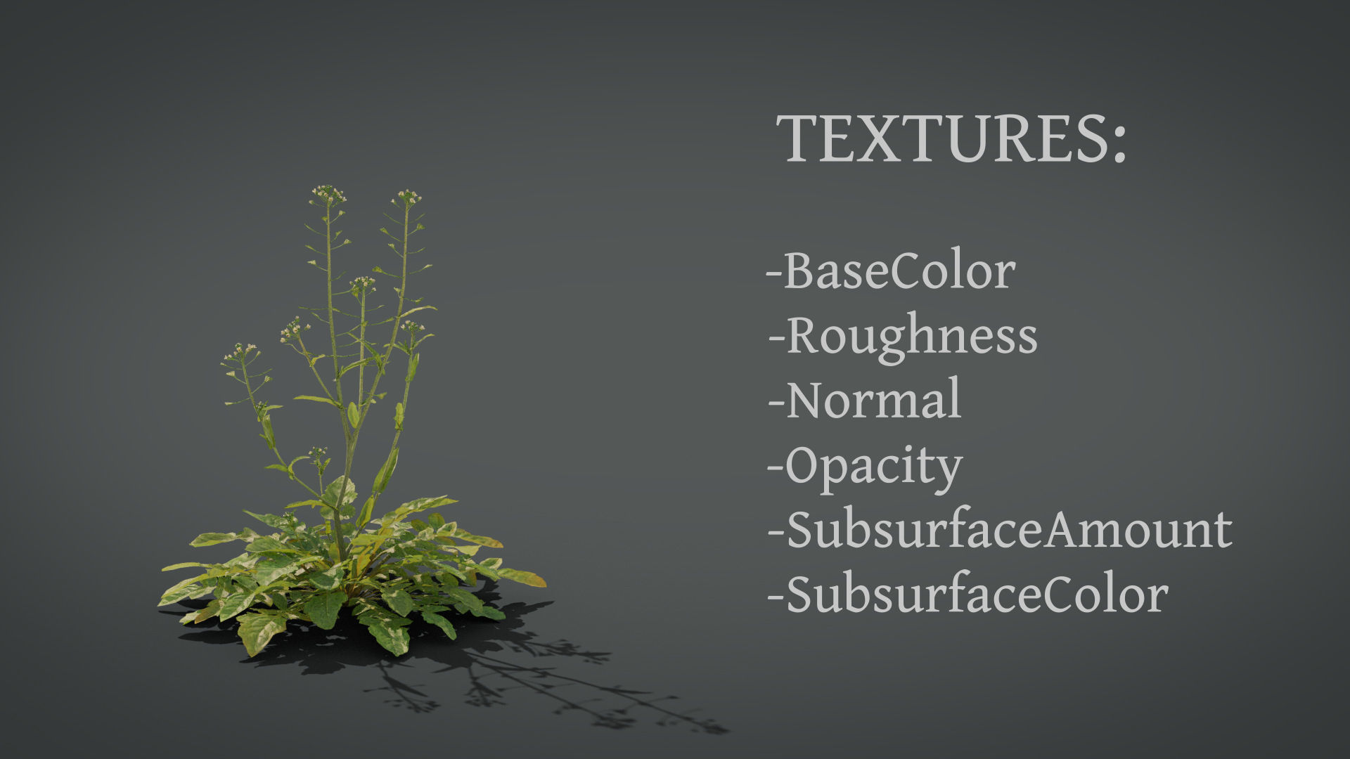 Shepherds Purse Low-poly 3D model_7