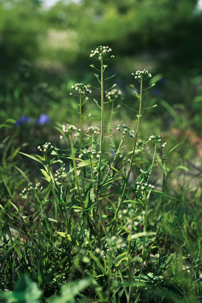 Shepherds Purse Low-poly 3D model_1