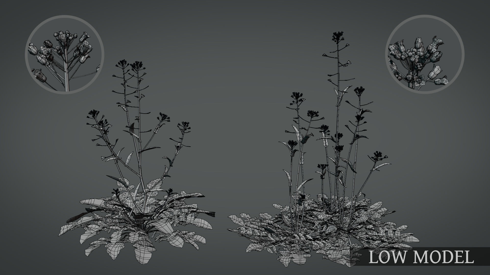 Shepherds Purse Low-poly 3D model_2