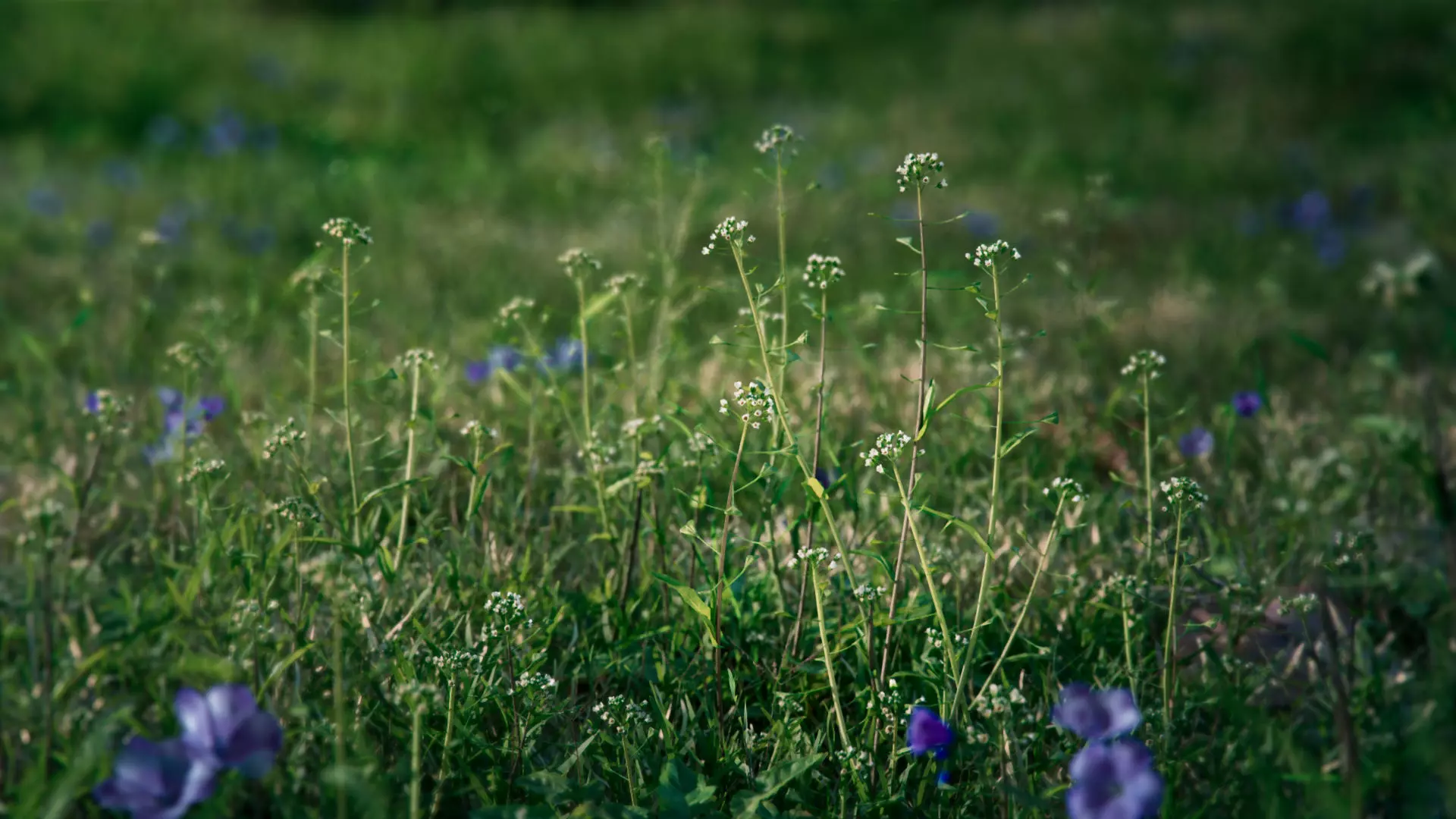 Shepherds Purse Low-poly 3D model_0