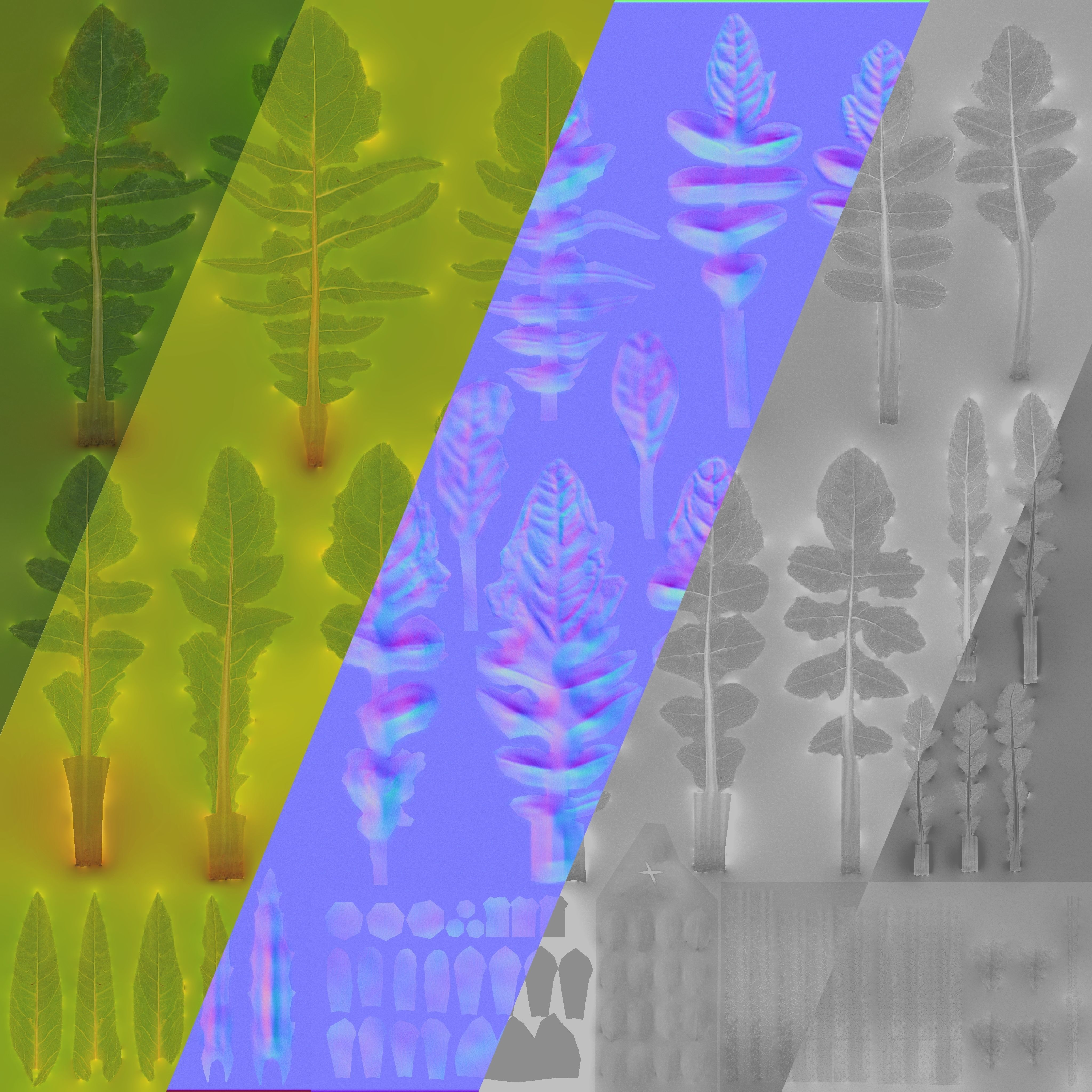 Shepherds Purse Low-poly 3D model_8