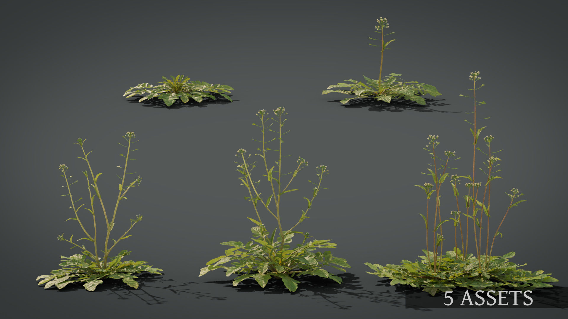 Shepherds Purse Low-poly 3D model_5
