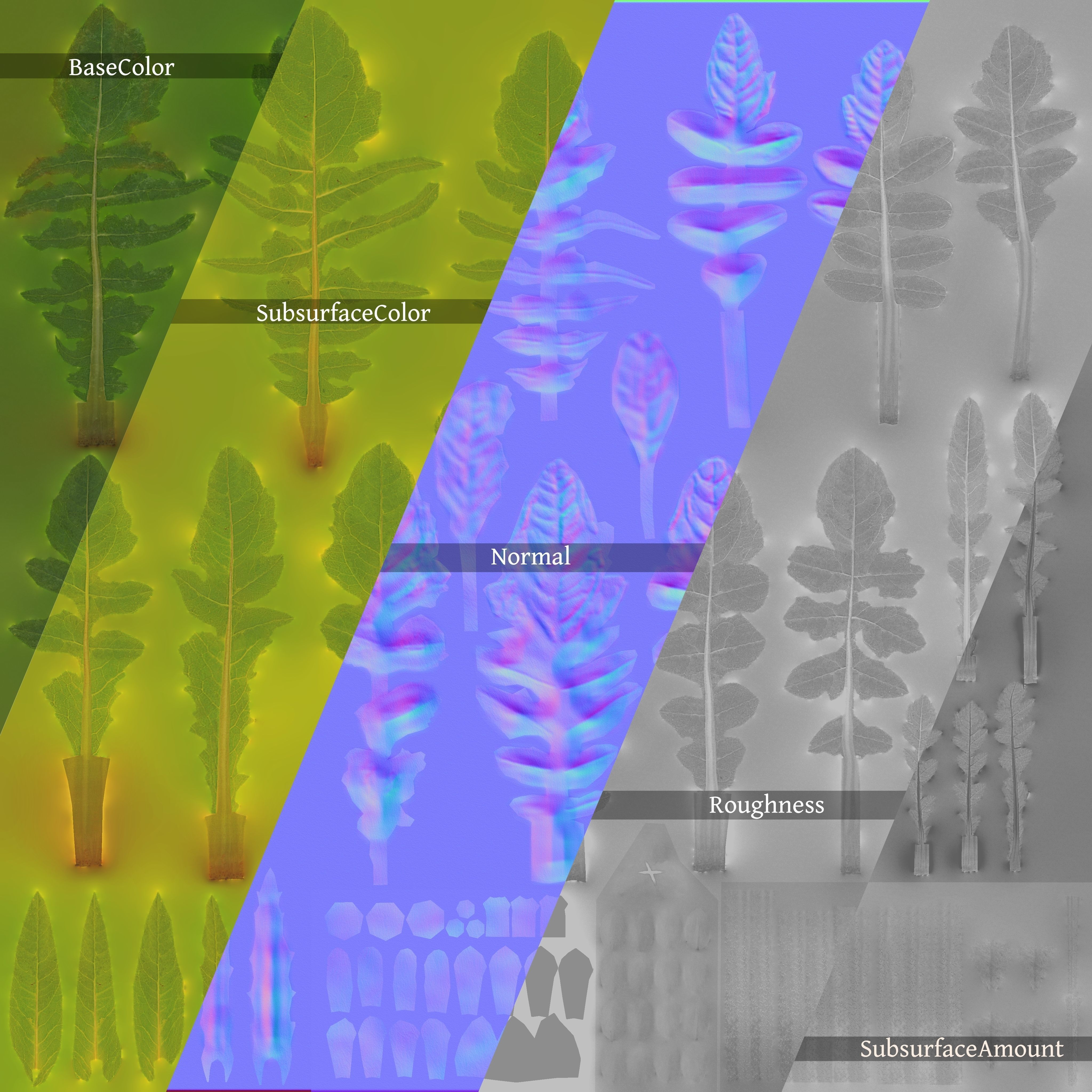 Shepherds Purse Low-poly 3D model_9