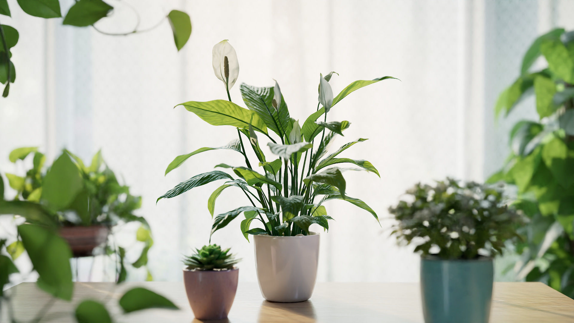 3D pot plant PeaceLily 3D model_3