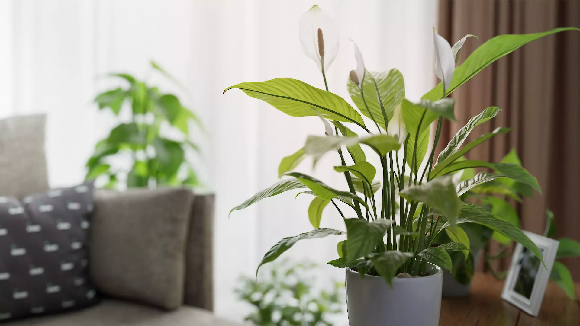 3D pot plant PeaceLily 3D model_0