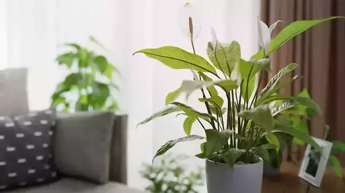 3D pot plant PeaceLily 3D model