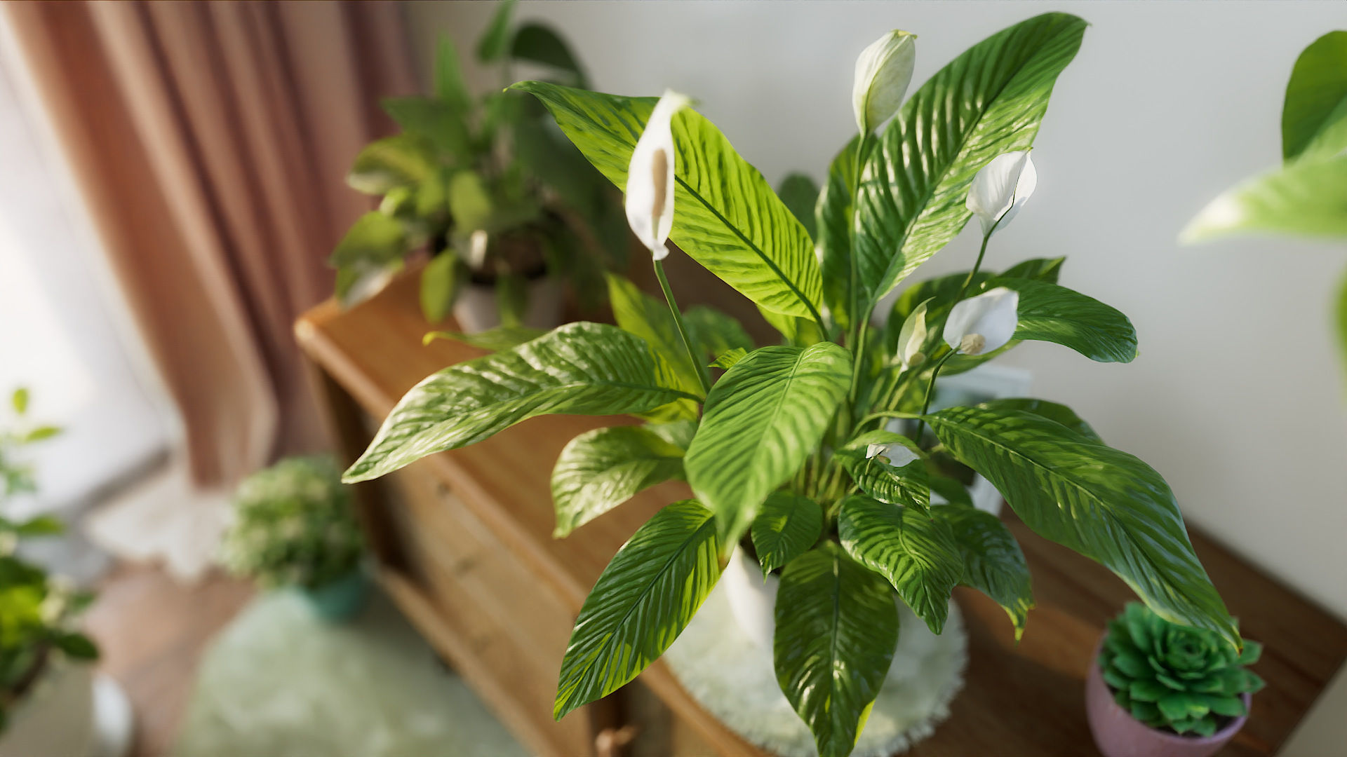 3D pot plant PeaceLily 3D model_2