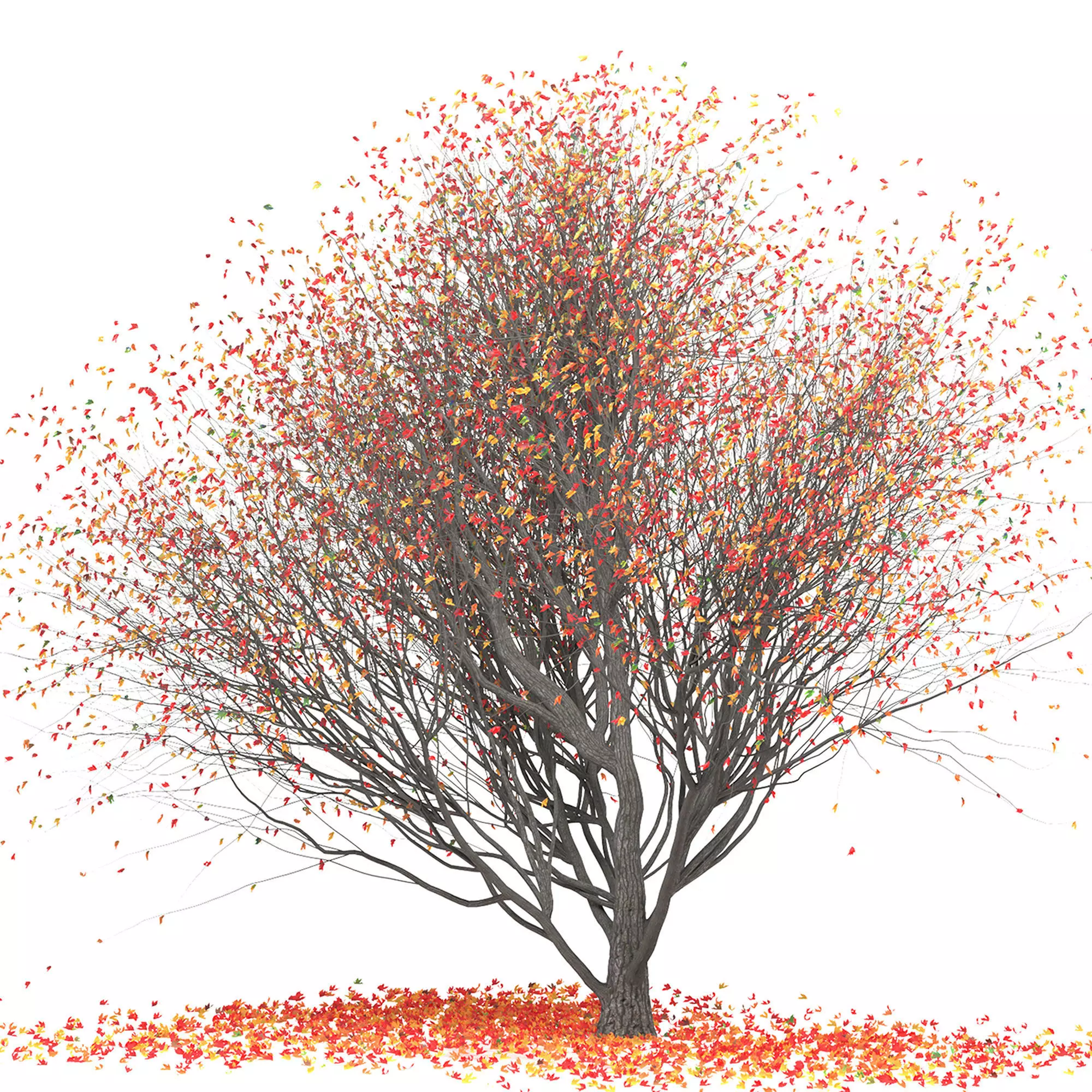 Platanus tree with leaves 3D model