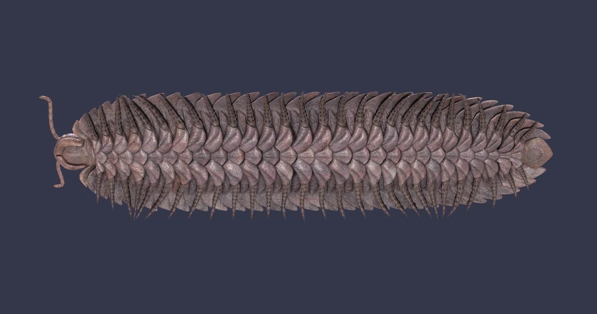 Extinct animals pack version 14 Low-poly 3D model_97