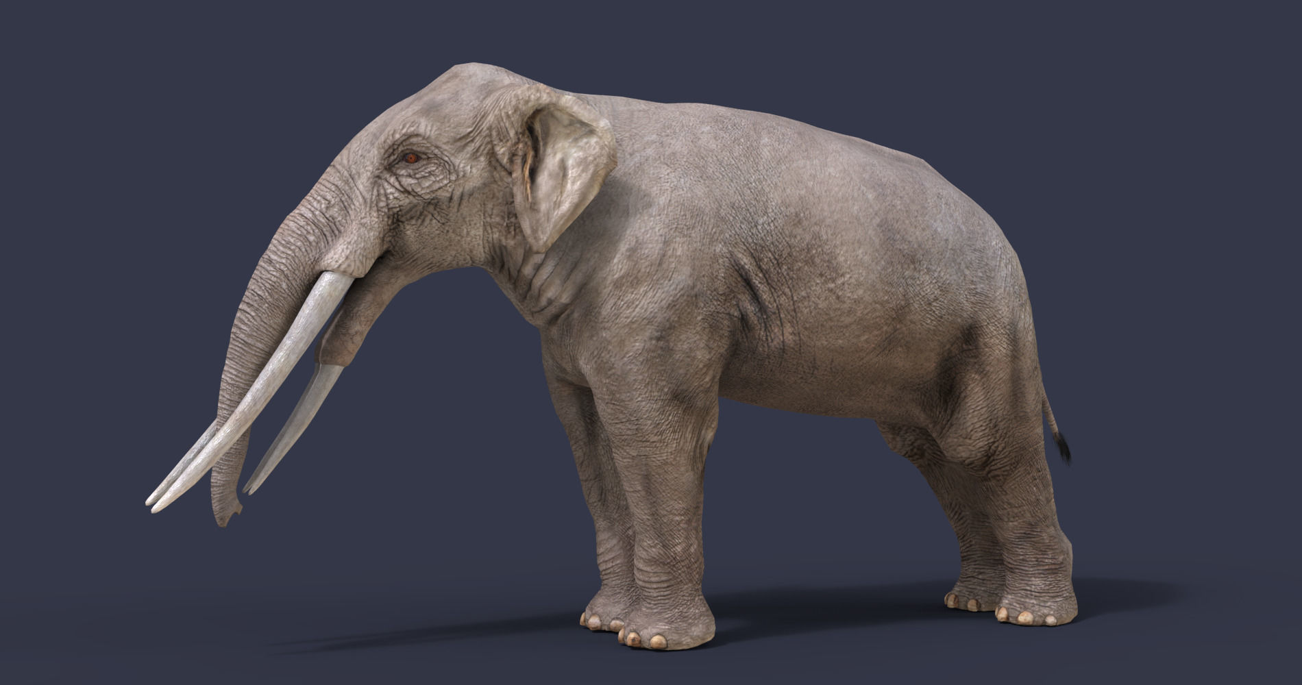 Extinct animals pack version 14 Low-poly 3D model_8