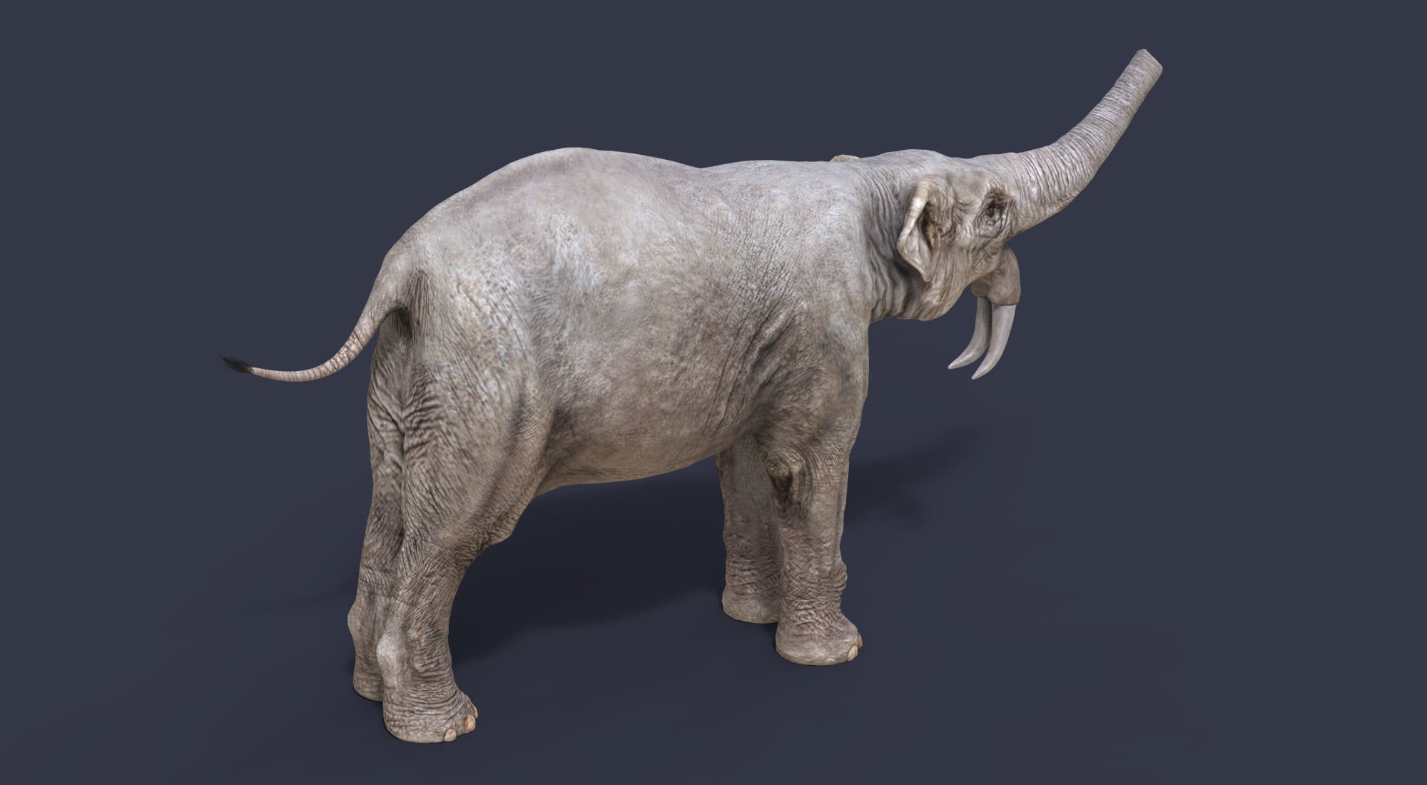 Extinct animals pack version 14 Low-poly 3D model_148