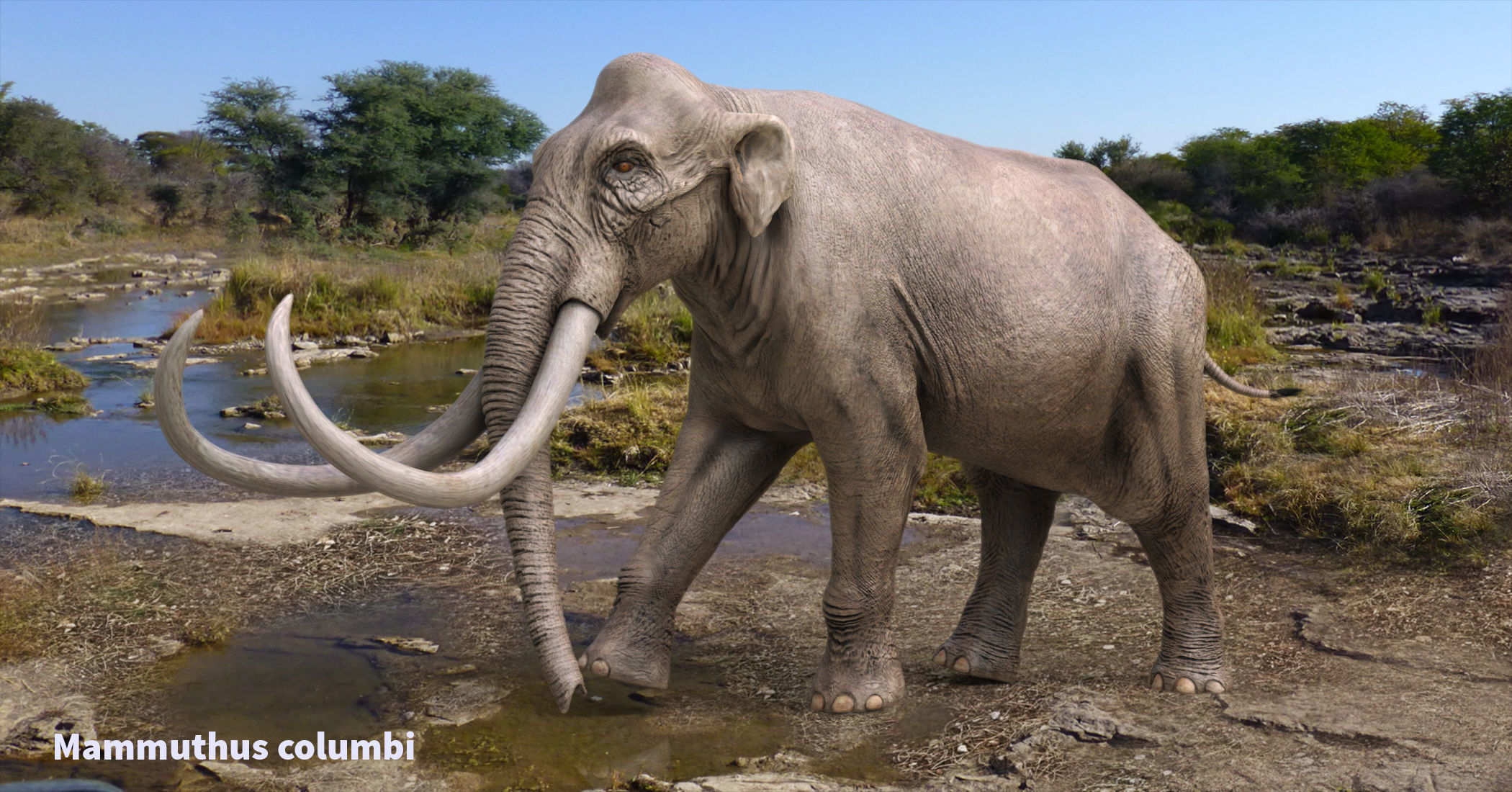 Extinct animals pack version 14 Low-poly 3D model_9