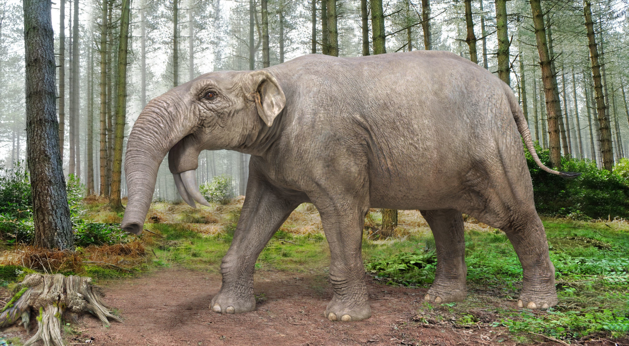 Extinct animals pack version 14 Low-poly 3D model_47