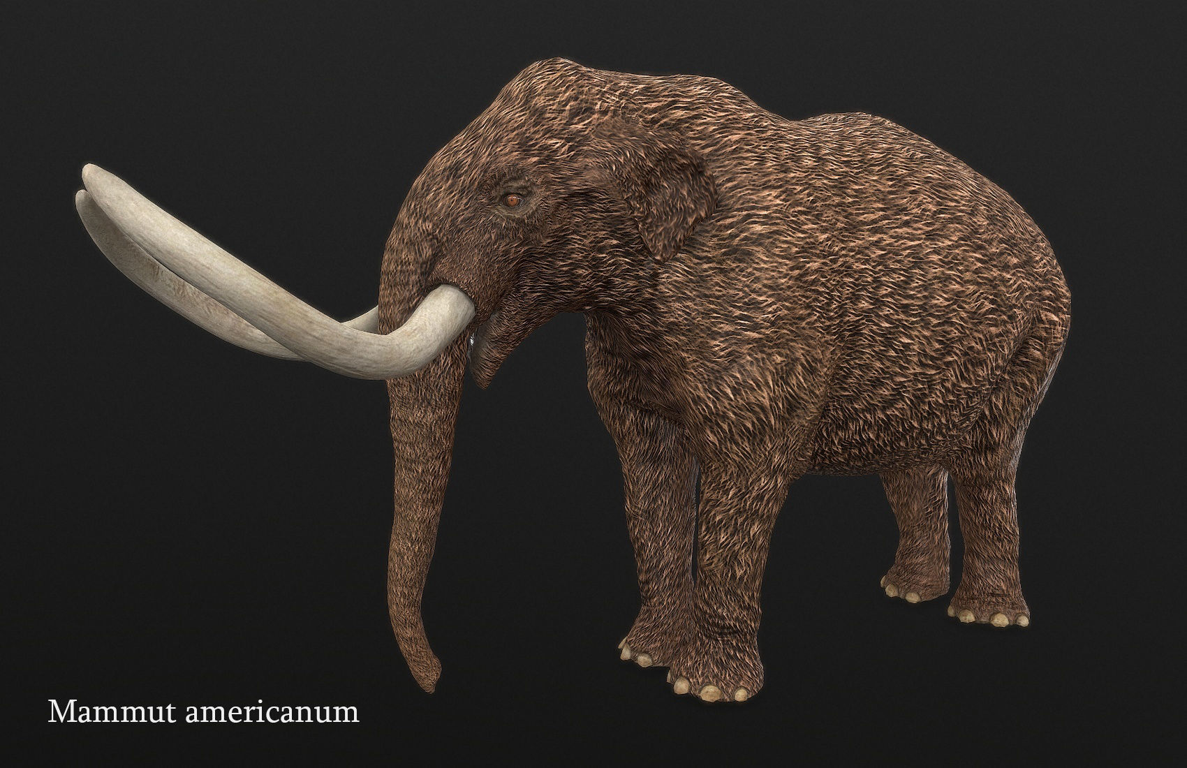 Extinct animals pack version 14 Low-poly 3D model_142