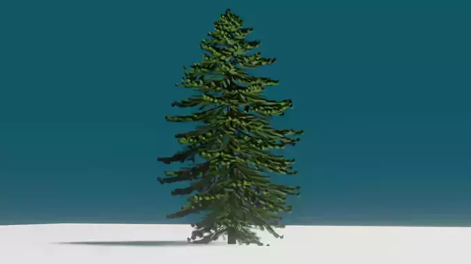 Douglasfir tree