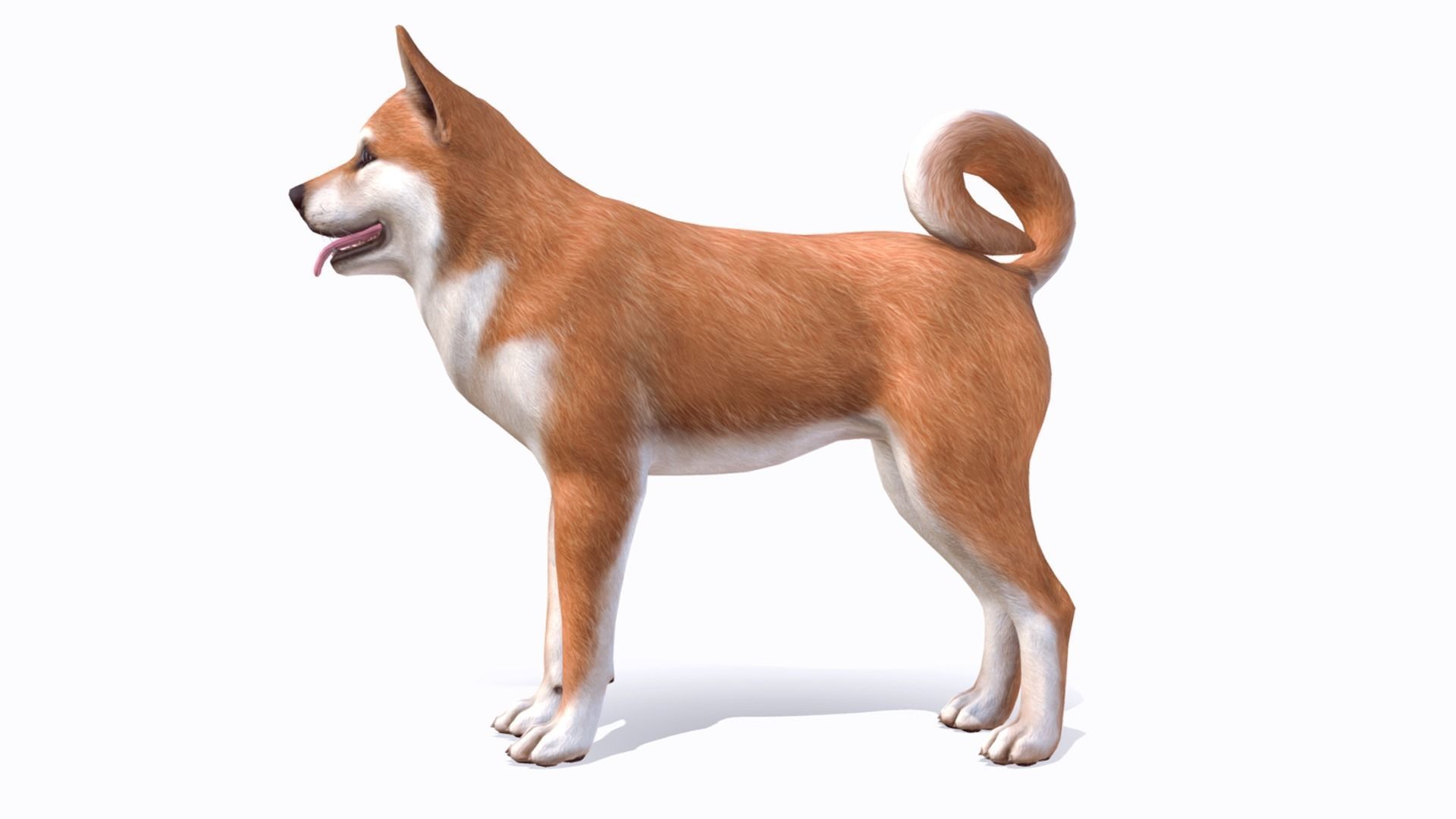 Dog - Akita Inu Low-poly 3D model_5