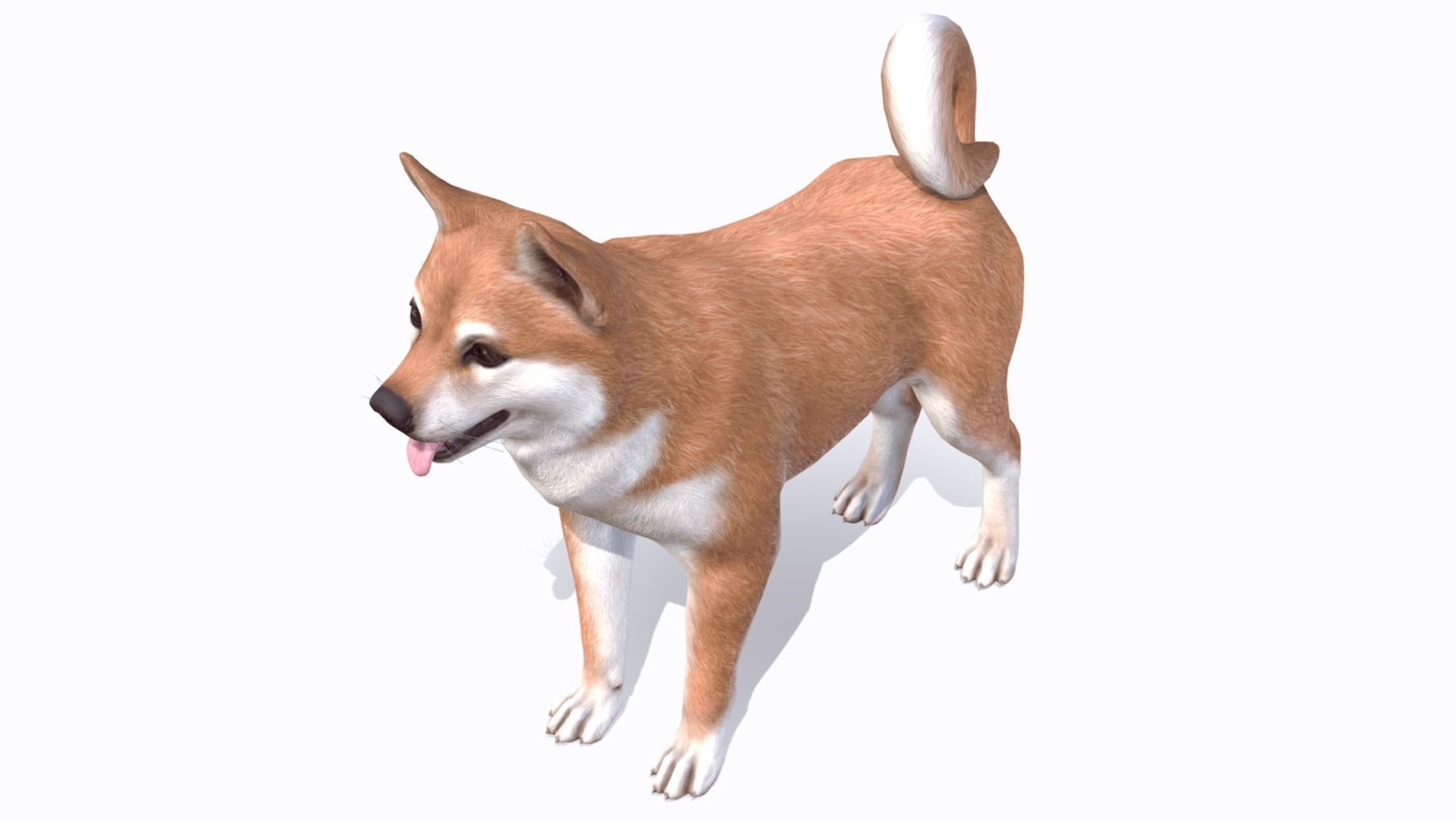 Dog - Akita Inu Low-poly 3D model_7