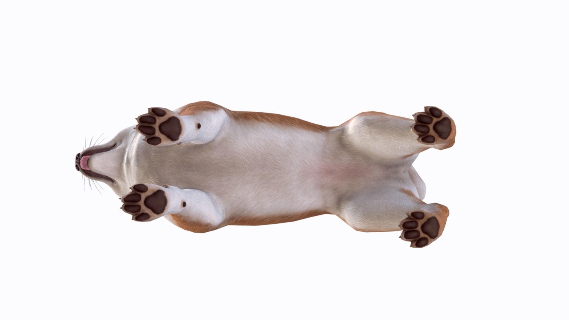 Dog - Akita Inu Low-poly 3D model_9