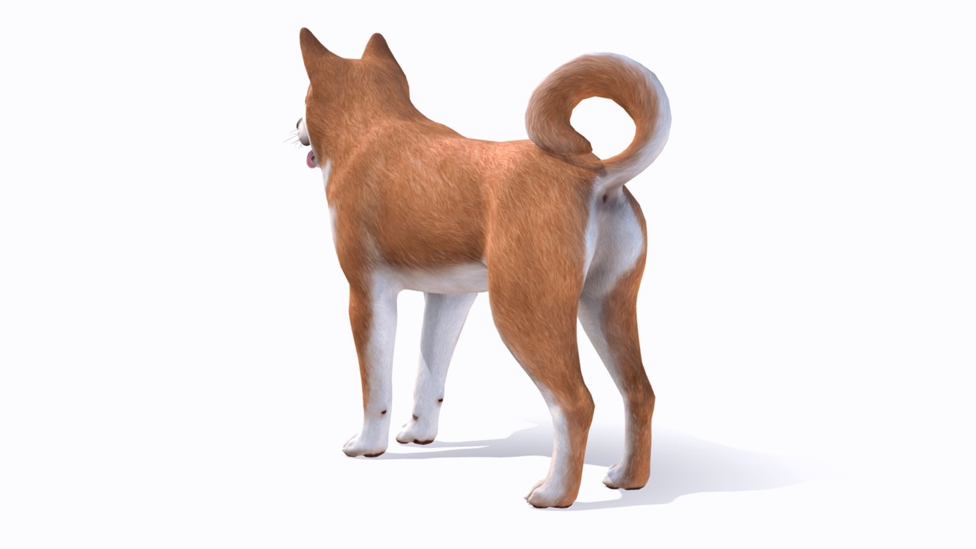 Dog - Akita Inu Low-poly 3D model_6