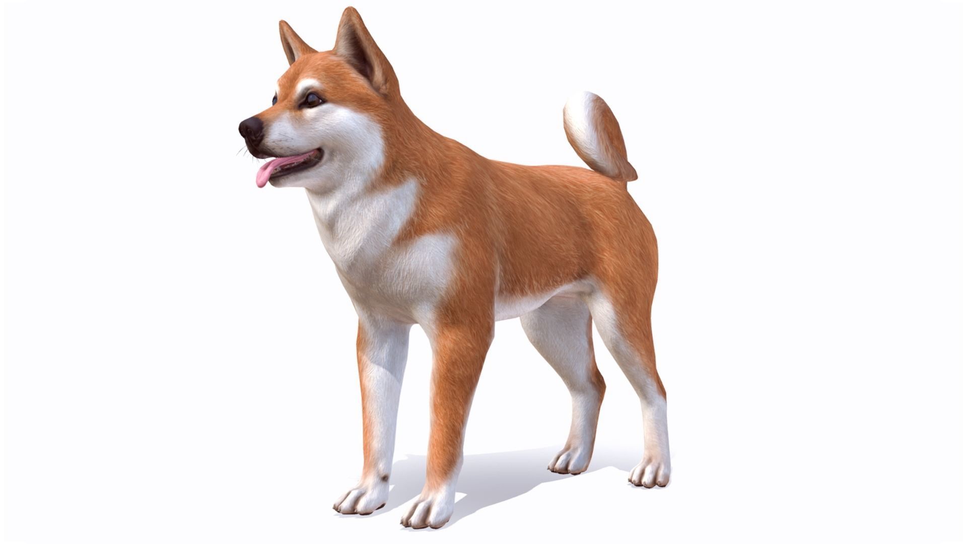 Dog - Akita Inu Low-poly 3D model_1