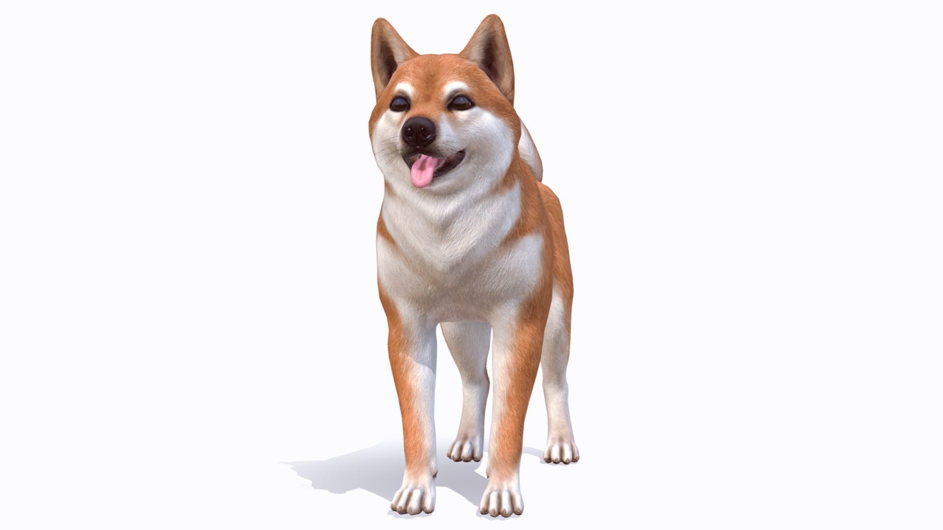 Dog - Akita Inu Low-poly 3D model_4