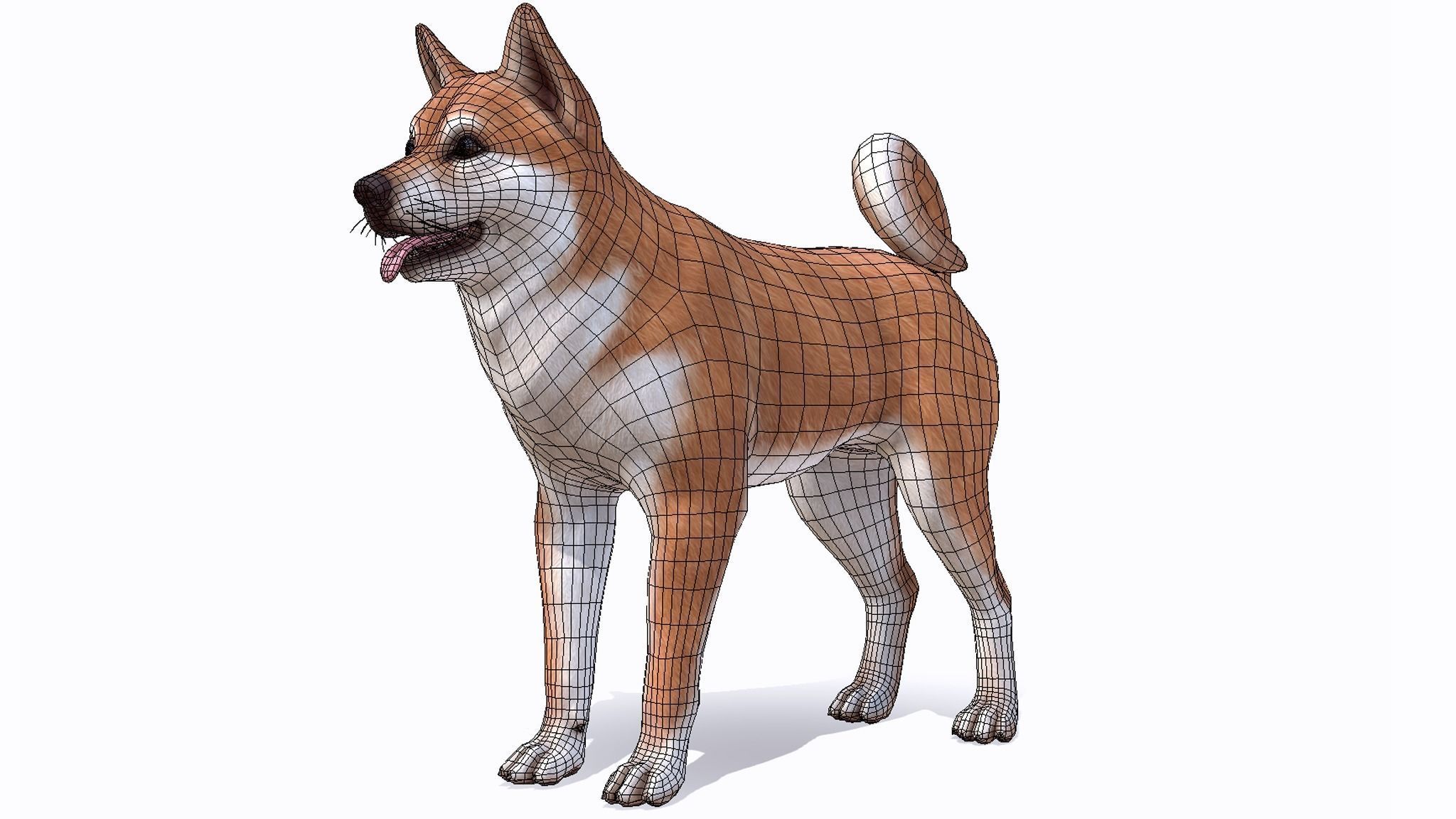 Dog - Akita Inu Low-poly 3D model_2