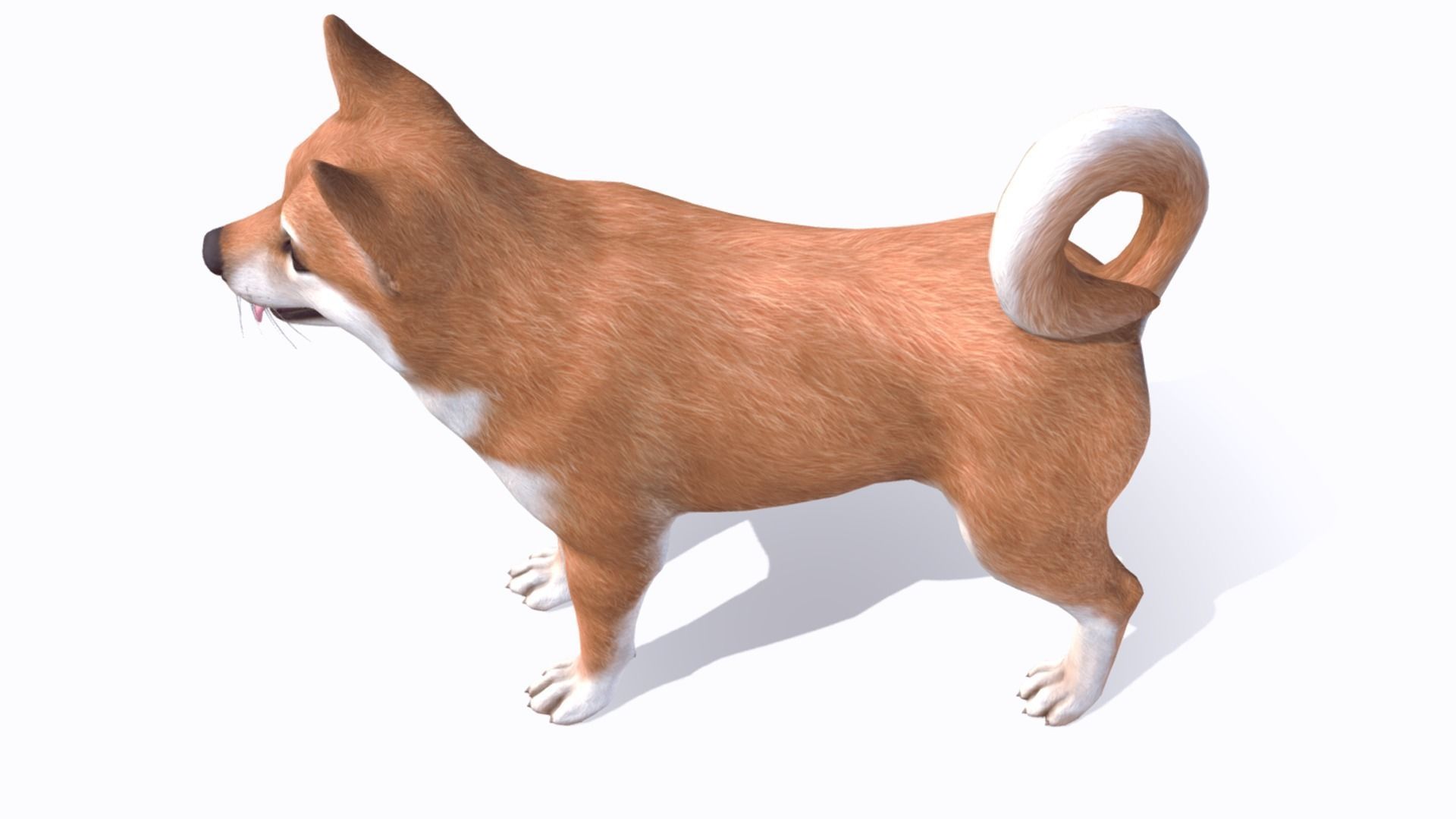 Dog - Akita Inu Low-poly 3D model_8