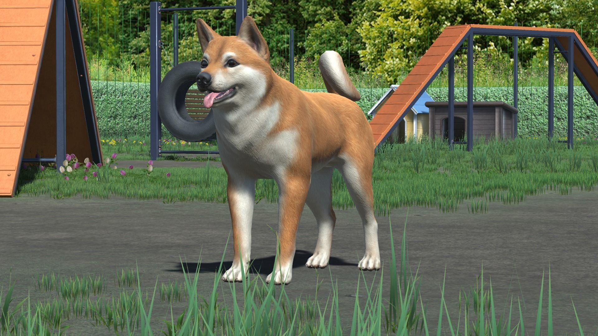 Dog - Akita Inu Low-poly 3D model_13