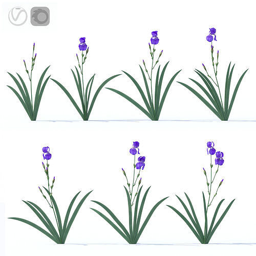 Lilac irises 3D model