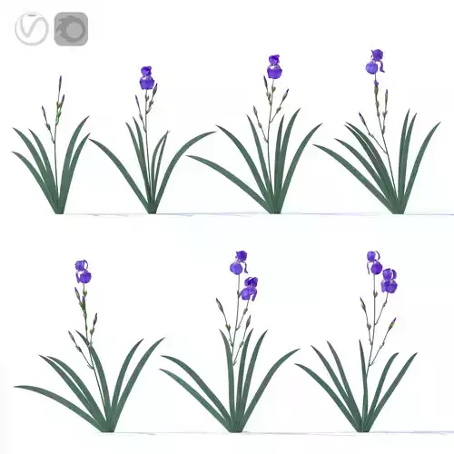 Lilac irises 3D model